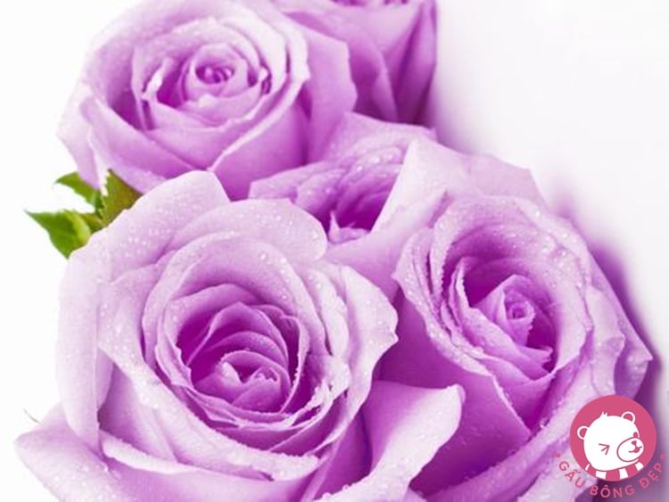 Ý nghĩa của hoa hồng tím đầy thú vị và phong phú. Từ sự tôn trọng đến niềm tin và tình yêu, mỗi bông hoa hồng tím mang trong mình giá trị đáng quý mà không ai có thể phủ nhận. Hãy cùng nhau tìm hiểu và trân trọng ý nghĩa của những bức ảnh hoa hồng tím này.