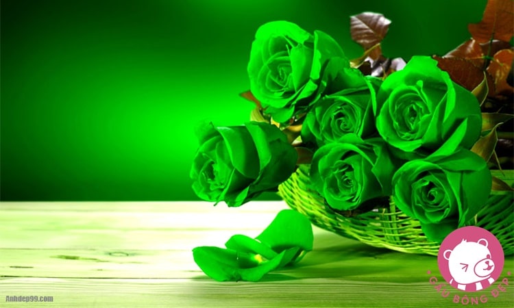 y nghia cua hoa hong xanh luc loai hoa cua tinh yeu loai hoa cua thien nhien2 1482376049