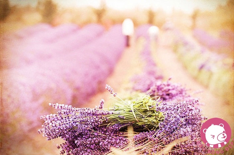 y nghia cua hoa oai huong lavender2 1483605527