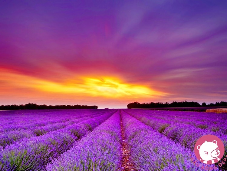 y nghia cua hoa oai huong lavender5 1483605560