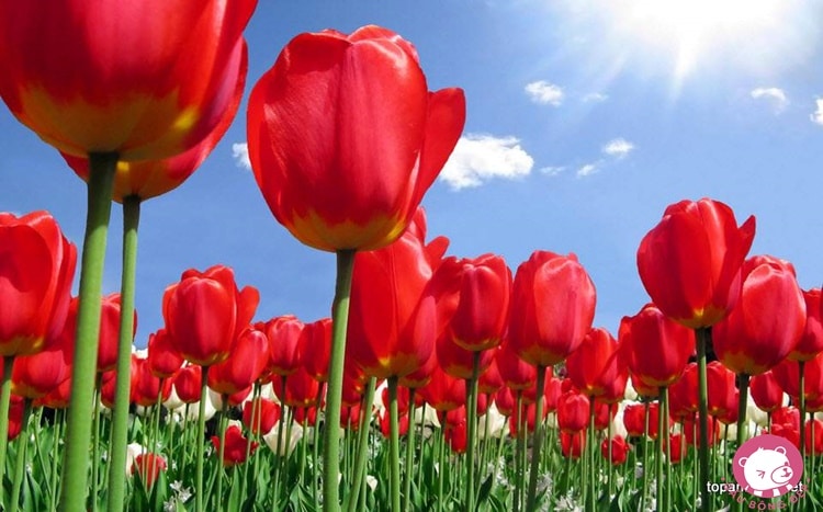 y nghia cua hoa tulip 1487582911