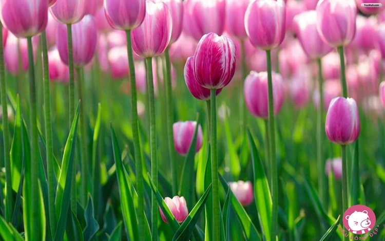 y nghia cua hoa tulip2 1487582957