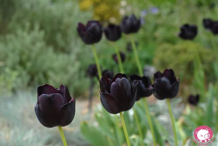 y nghia cua hoa tulip4 1487582980