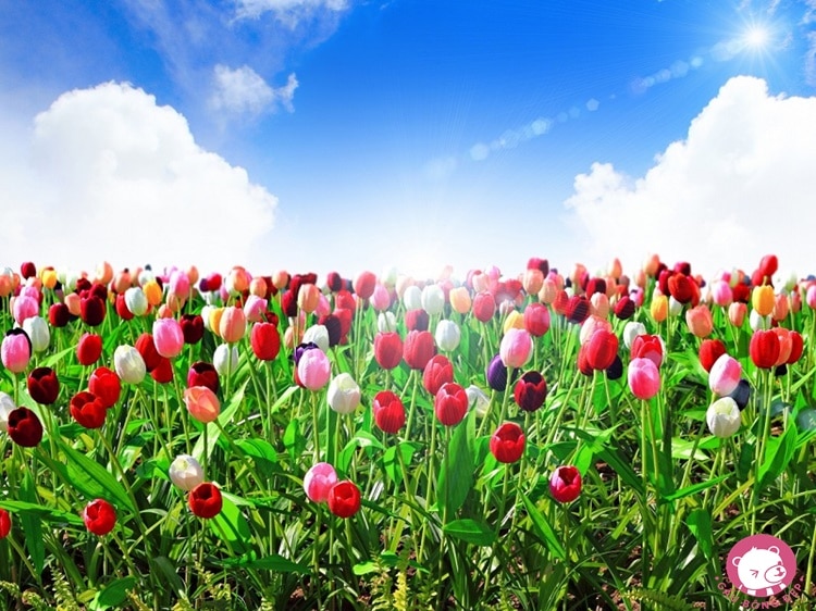y nghia cua hoa tulip5 1487583000