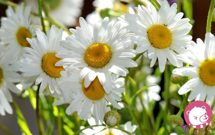 Top hơn 74 bó hoa dại đẹp siêu đỉnh - Tin Học Vui